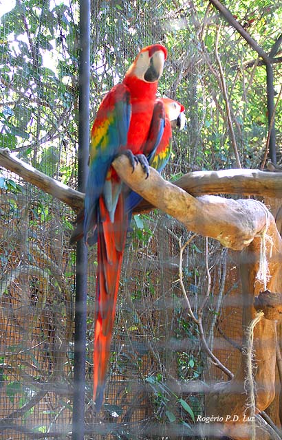 Arara-macao, ara-macau