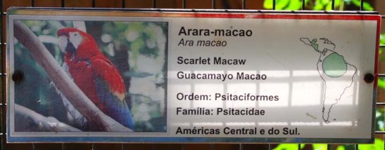 Arara-macao