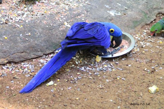 Parque das Avesl (17)