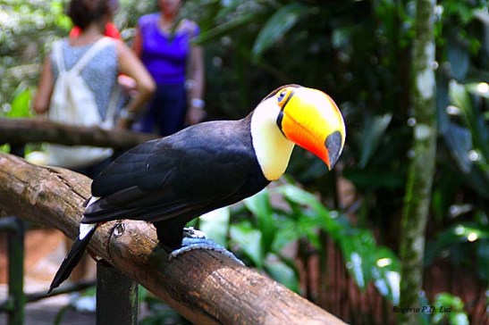 Parque das Avesl (19)