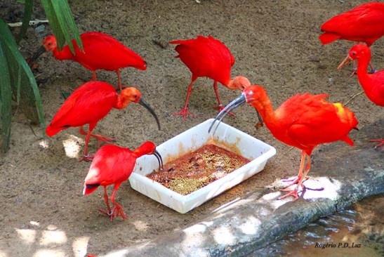 Parque das Avesl (22)