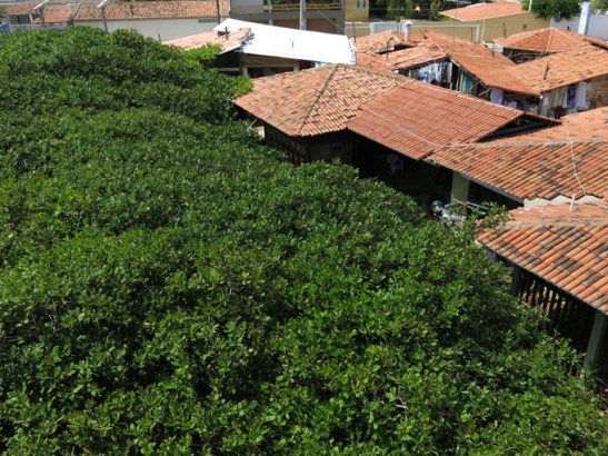 ... e também ameaça invadir as casas na sua expansão