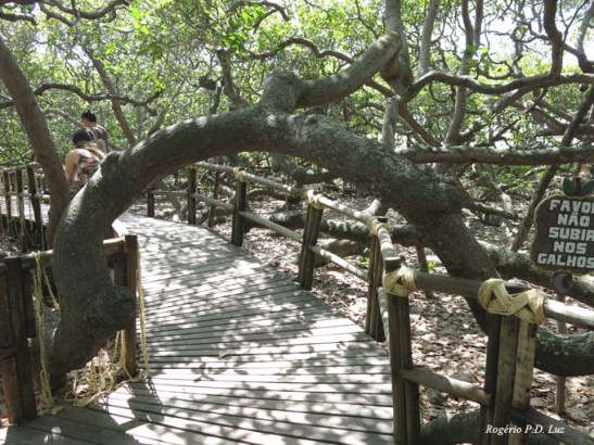 Seus galhos se espalham por uma área de cerca de 8.500m2. O seu tamanho é o equivalente a 70 cajueiros