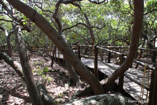 Passarelas foram construídas para preservar os galhos para não serem pisados
