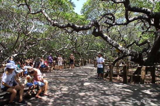 Um guia do parque ocasionalmente reúne as pessoas para contar a história do maior cujueiro do mundo.