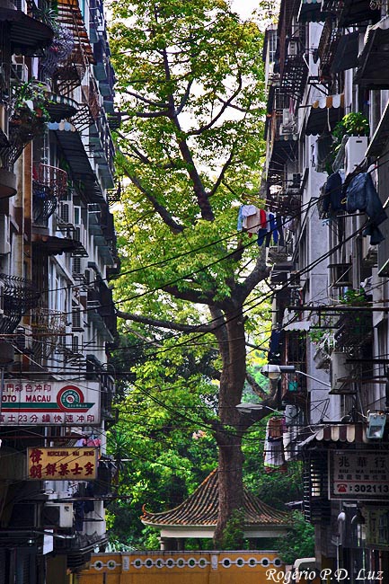 macau07.divs1.12.055