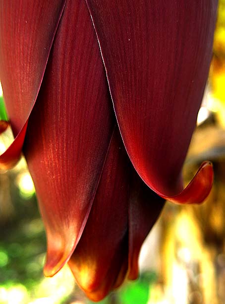 Natureza bananeira (03)