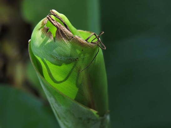 Natureza bananeira (05)
