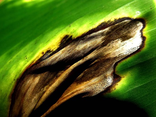 Natureza bananeira (08)