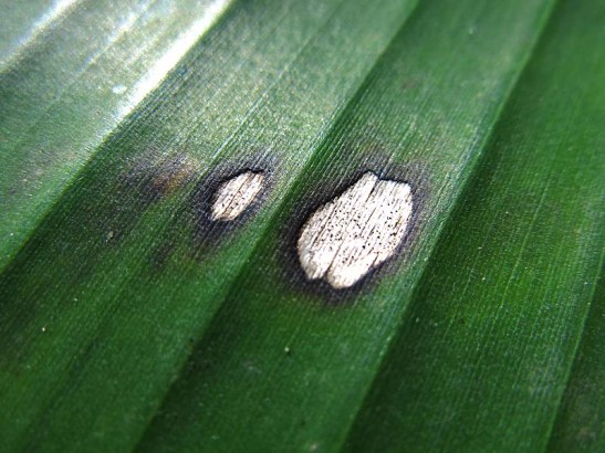 Natureza bananeira (09)