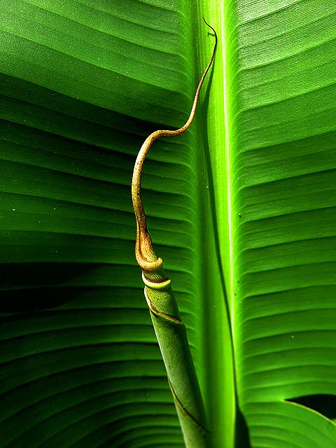 Natureza bananeira (13)