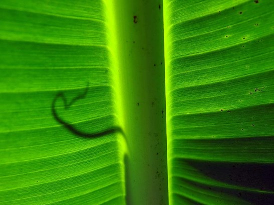 Natureza bananeira (14).jpg.