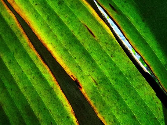 Natureza bananeira (15).jpg.