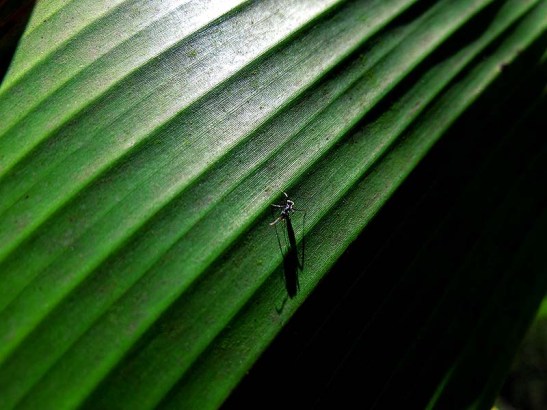 Natureza bananeira (16).jpg.