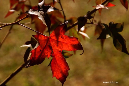 Monte Verde julho 2014 (14)