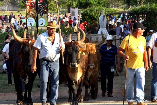 Feira Revelando Sao Paulo folclore bois (01)