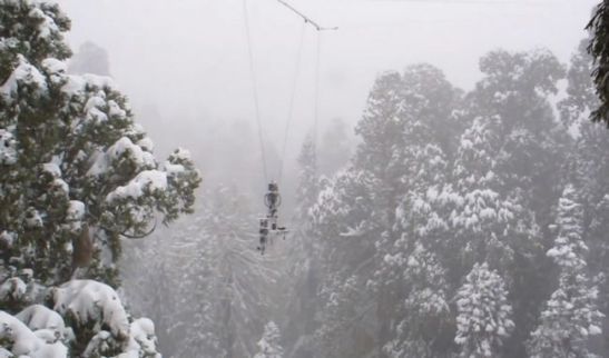 Arvore antiga 3.200 anos presidente (02)