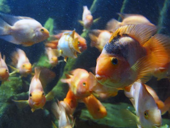 Excursao CMSP a Santos e Sao Vicente 15