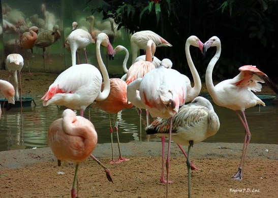 Viagem a Foz de Iguacu dezembro 2015 (43)